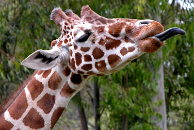 Giraffes' tongues are
black&#160;