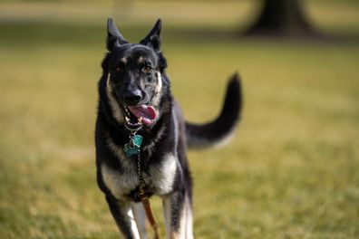 Joe Biden's dogs arrive at the White House