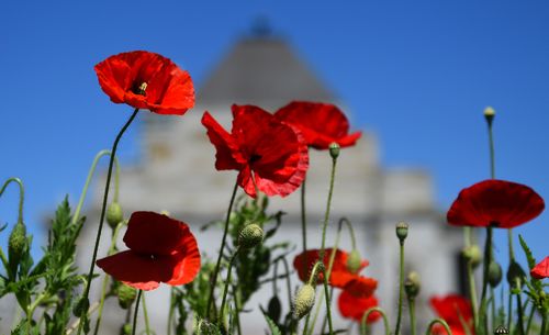 The poppy flower is a symbol of remembrance for the fallen.