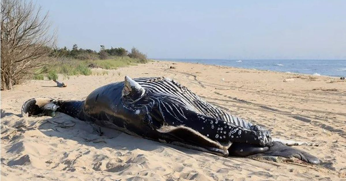 Humpback Whale Washes Ashore in  River, Baffling Scientists