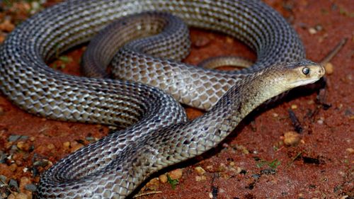 Six-year-old girl dies from brown snake bite in northern NSW