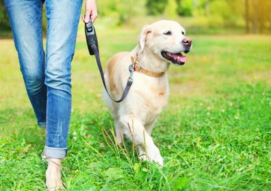 Retractable leash dog