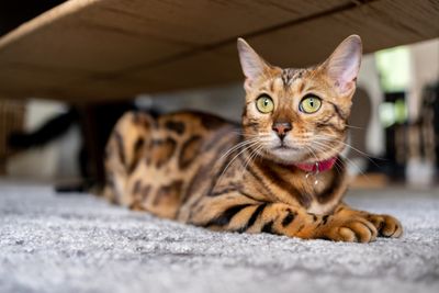 Bengal cat 