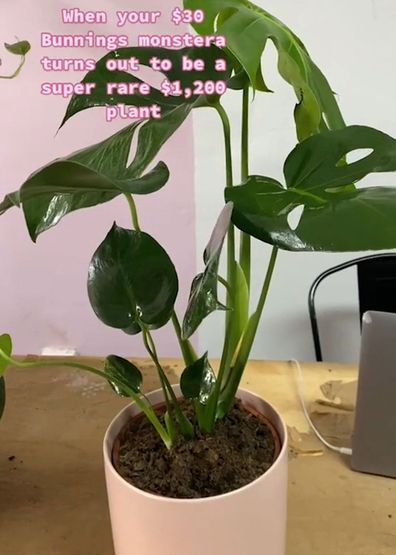Indoor plant monstera rare 