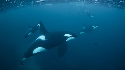 Pods of free swimming orcas