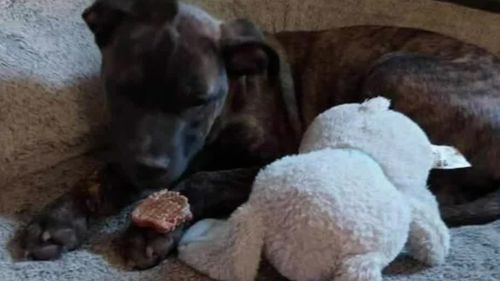 An Adelaide mother and daughter have made a heartbreaking plea to dog owners after losing three dogs to parvovirus.
