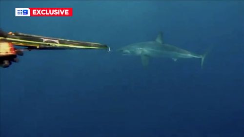 A mako shark just metres from a spear fisherman.