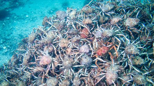 The spider crab pyramid was filmed near Blairgowrie Pier yesterday. (Supplied)