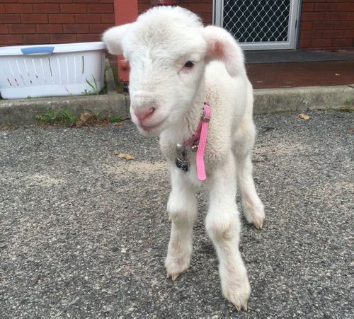 The lamb, named Buck, goes to work with Senior Constable Emma McNaboe each day. (Twitter: @MundaringPol)