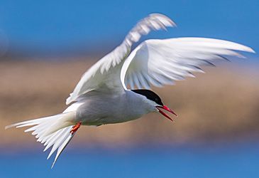 Where does the Arctic tern migrate for the southern summer?