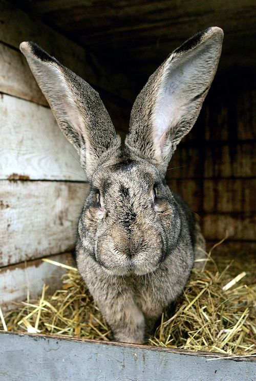 The giant rabbit reportedly costs more than $8000 to care for each year. (Getty file image)