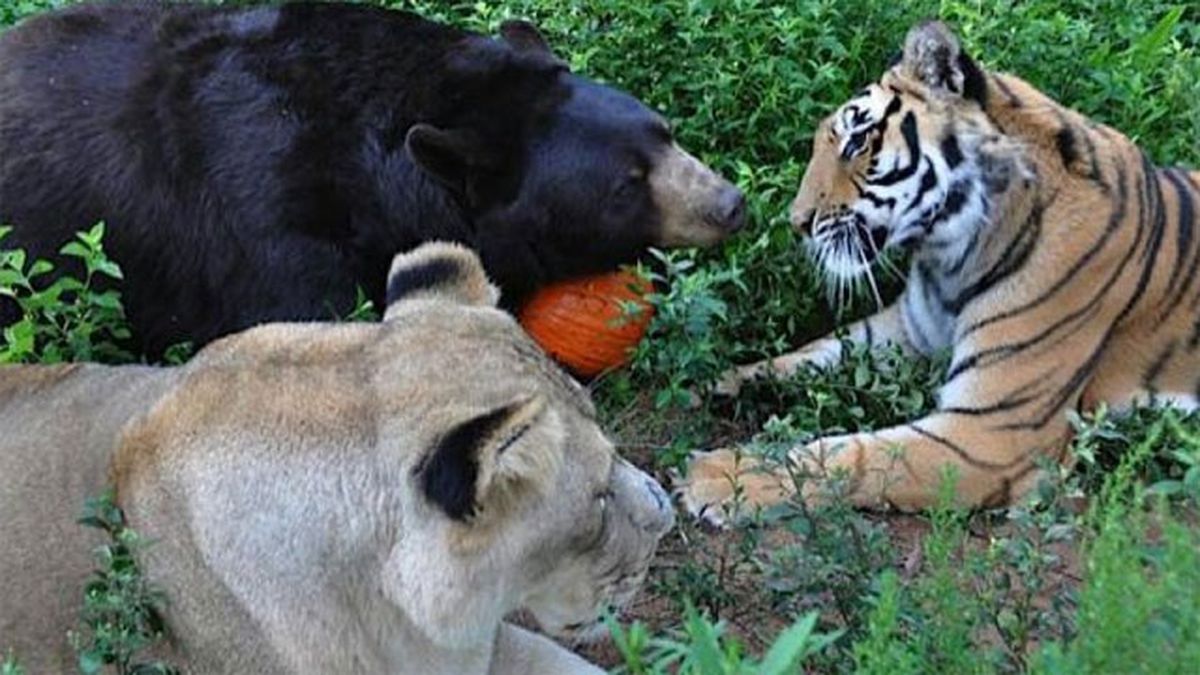 Chamberlain's arm and beard fitting in with Tigers