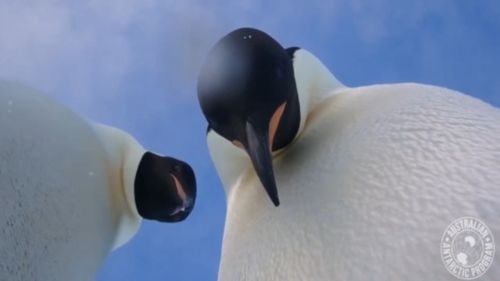 The two penguins pose for a picture.