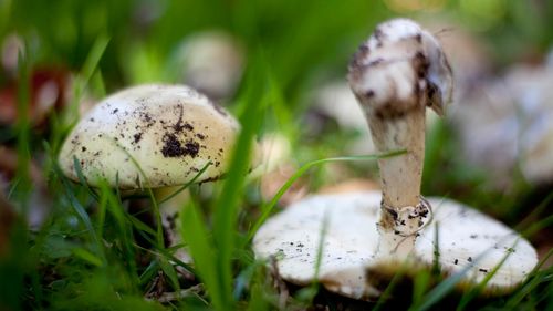 Death cap mushrooms