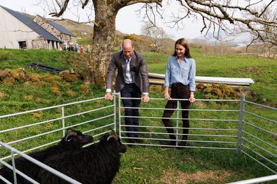 TOBERMORY, SCOTLAND - APRIL 29: Prince William, Prince of Wales and Catherine, Princess of Wales, known as the Duke and Duchess of Rothesay when in Scotland, with some Hebridean sheep during their visit to a local croft on the west coast of Mull to learn about sustainable production and the hospitality industry on the islands on April 29, 2025 in Tobermory, Scotland. The Prince and Princess of Wales are on a two-day visit to the Isles of Mull and Iona on the 29th and 30th of April to engage with