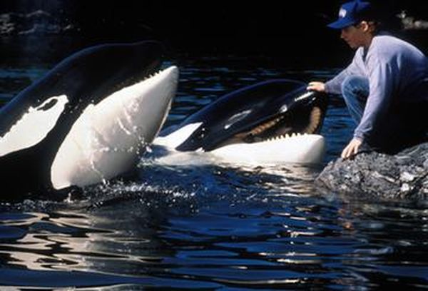 Free Willy 2: The Adventure Home