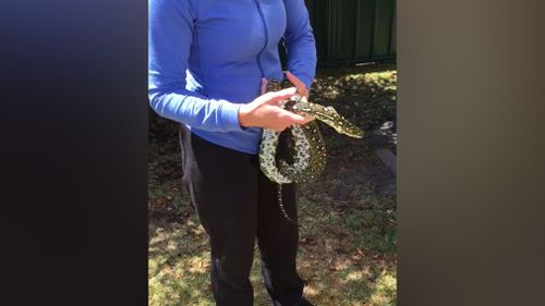The snake was released in a safe place a short time later. (Supplied/Rebecca Pascall)