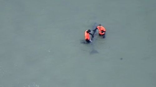 Authorities worked for hours to try and save the whale. (9NEWS)