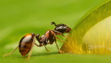 &#x27;Huge Feast&#x27; - Commended.