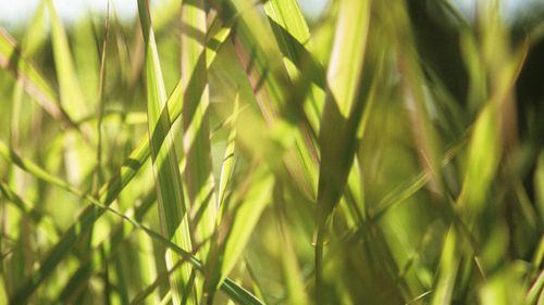 Phalaris arundinacea