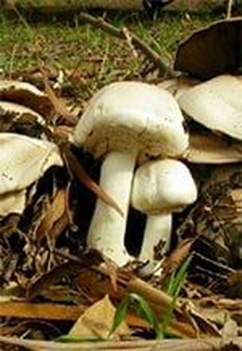 Yellow-staining mushrooms cause the most fungi-related poisonings in Victoria. 
