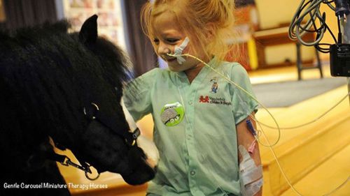 The miniature horses helping trauma survivors recover