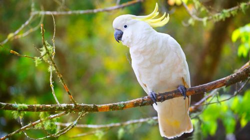 Elderly man charged after allegedly shooting cockatoo 