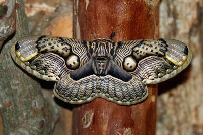 <strong>Brahmin moth</strong>