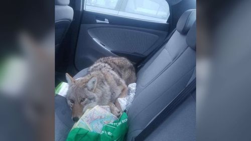 Man hits a dog while driving and rescues it only to realise it's actually a coyote