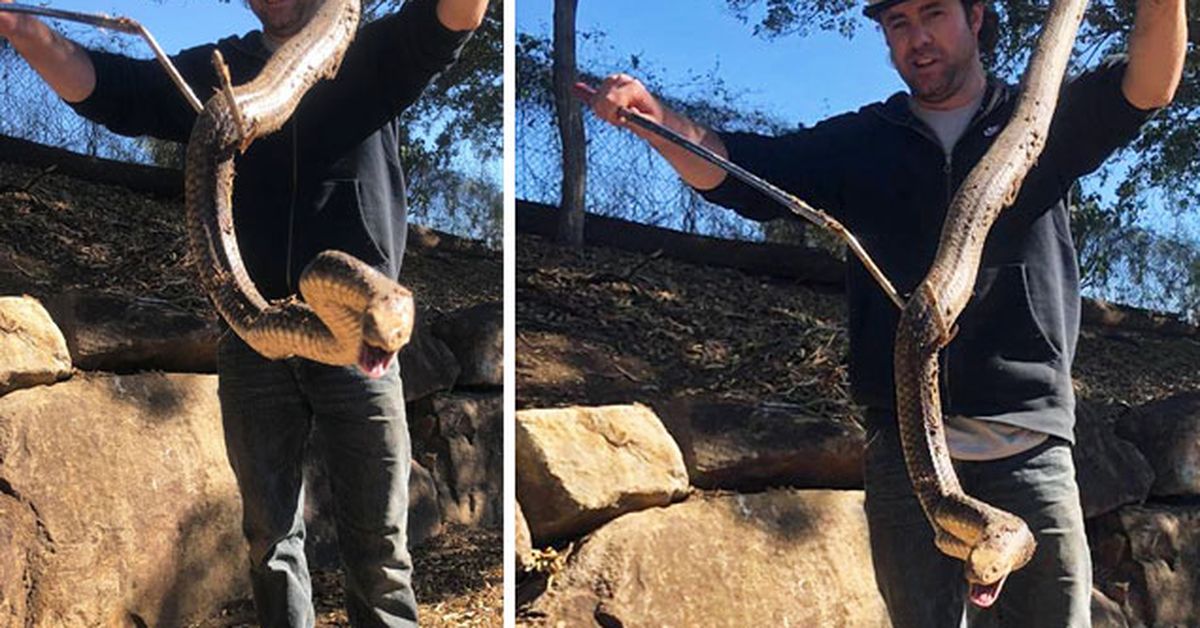 Watch: Reptile wrangler removes snake from toilet at Australian