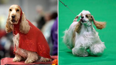 what breed of dog has won the most best in show crufts