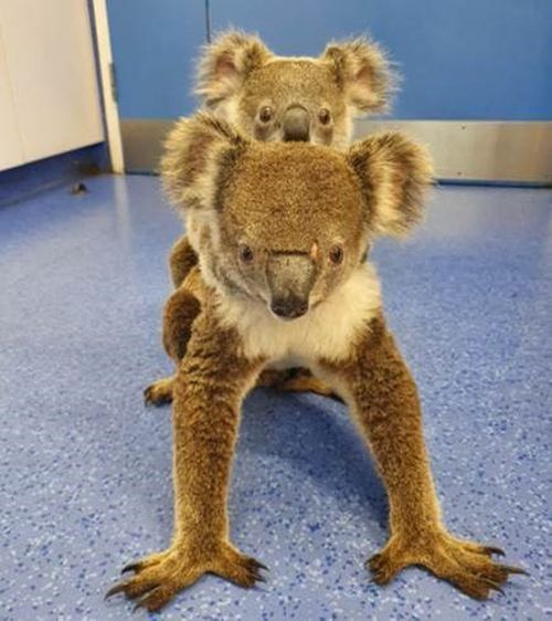 Fluffy and her joey Andy on arrival at the RSPCA hospital.