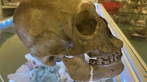 The skull was spotted at a Florida opportunity shop by a shopper, who also happened to be an anthropologist.