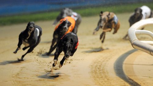 WA greyhound trainer admits using blood to train dogs