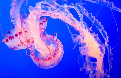 Jellyfish too, which claim around 40 lives a year.