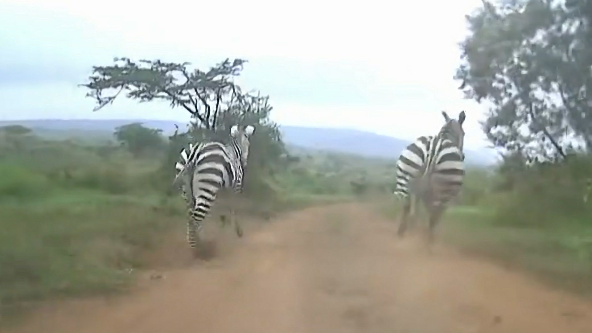 Zebra trot in front of Ott Tanak&#x27;s car during special stage two.