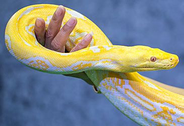 Reticulated pythons are endemic to which continent?