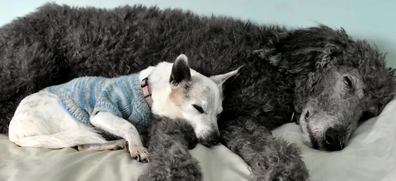 Australia's oldest dog, 21-year-old Trixie