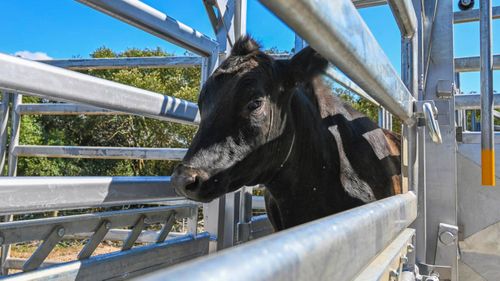 This one-year-old steer is missing from Riverview College in Sydney.