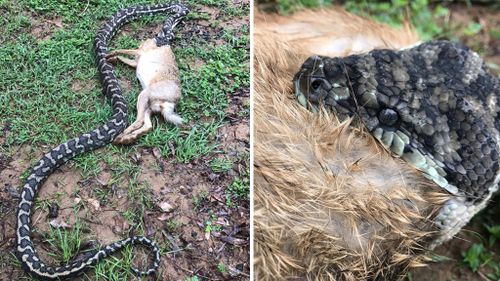 Python devours hare near Queensland school classroom