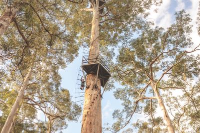 <strong>The Pemberton Climbing Trees, Western Australia</strong>