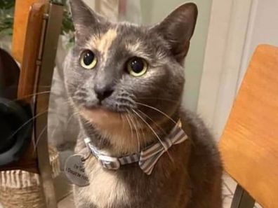 Tara the four-year-old tortoiseshell cat was missing for a month after a mix-up at a Bondi vet clinic.