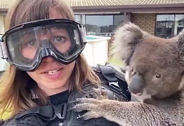 A reporter from which country was tricked into wearing a protective "drop bear" suit?