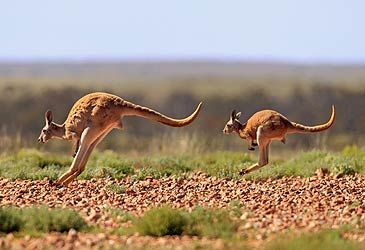 What is the top hopping speed of the red kangaroo?