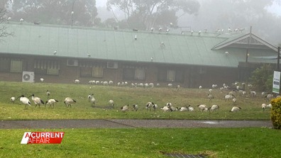 Hundreds of Ibis birds descend on trees in and around the playground of Cubbyhouse preschool at Menai in Sydney's south.