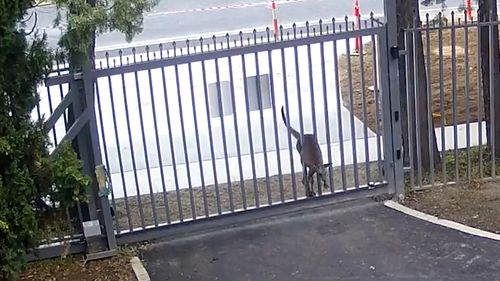 Kangaroo caught on camera trying to bonce into Russian embassy
