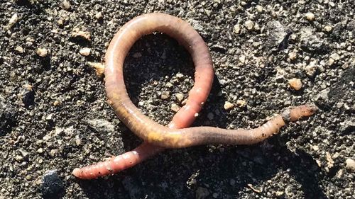 Worms cannot survive long if their skin dries out.