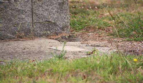 Cranbourne Cemetery President Ron White said while they were taking the matter "very seriously" it's unlikely there's been a crime spree. (9NEWS)