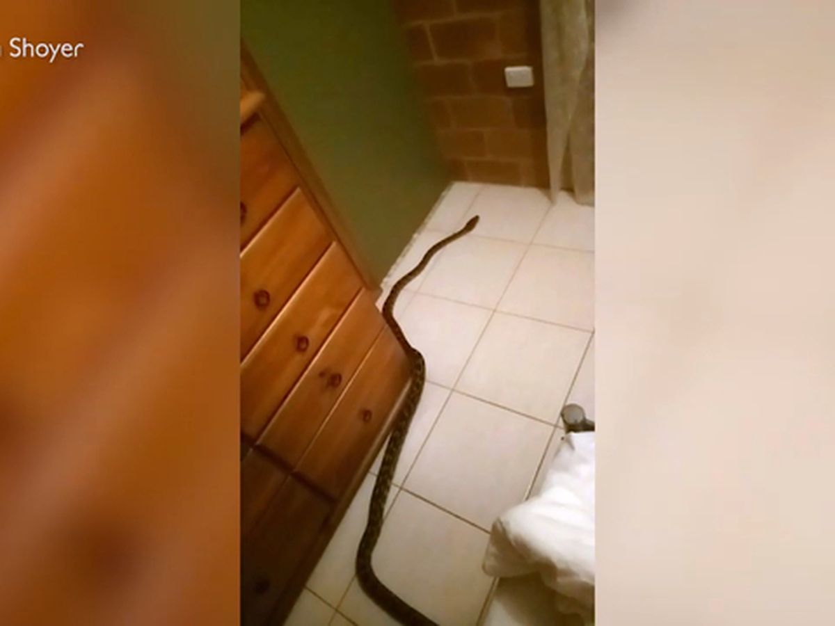 Massive snake slithers out of ladies' room toilet in Australia, becomes  your next nightmare