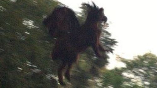 Unfortunately blurry photo released of mystical Jersey Devil